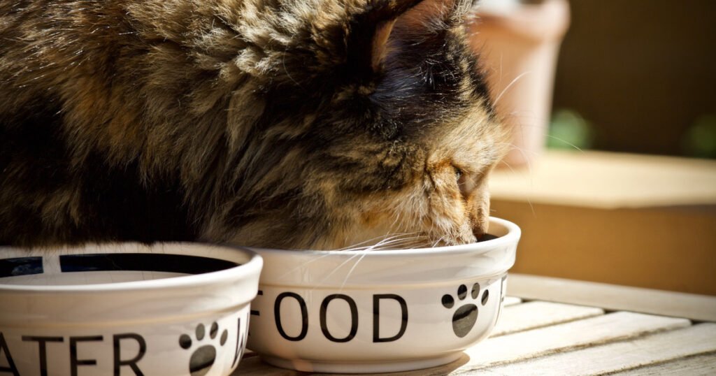 Cats Natural Diet