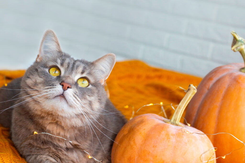 Pumpkin For Cats