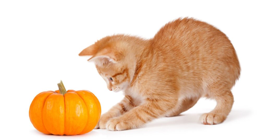 Pumpkin for Cats