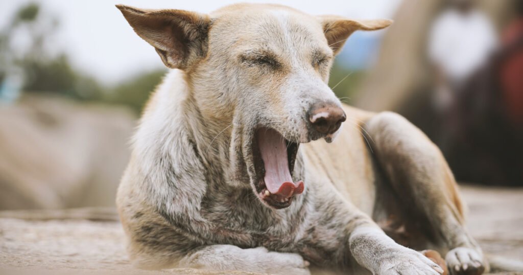 Help Abandoned and Abused Pets