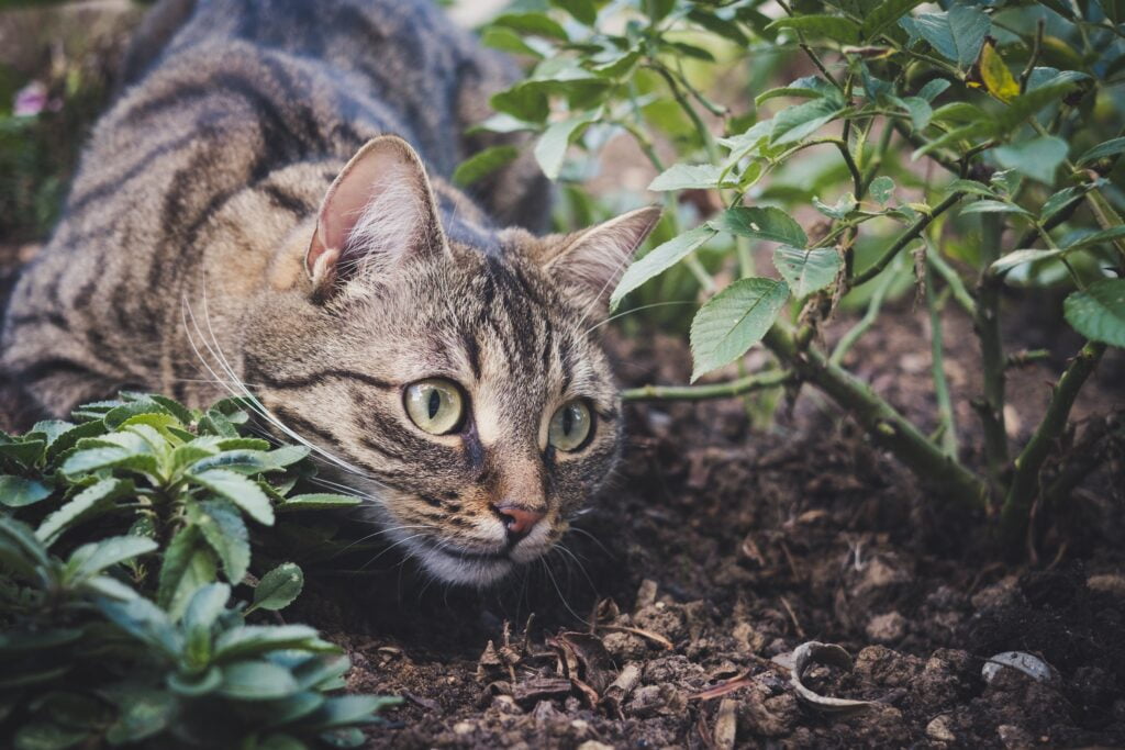 outdoor cat