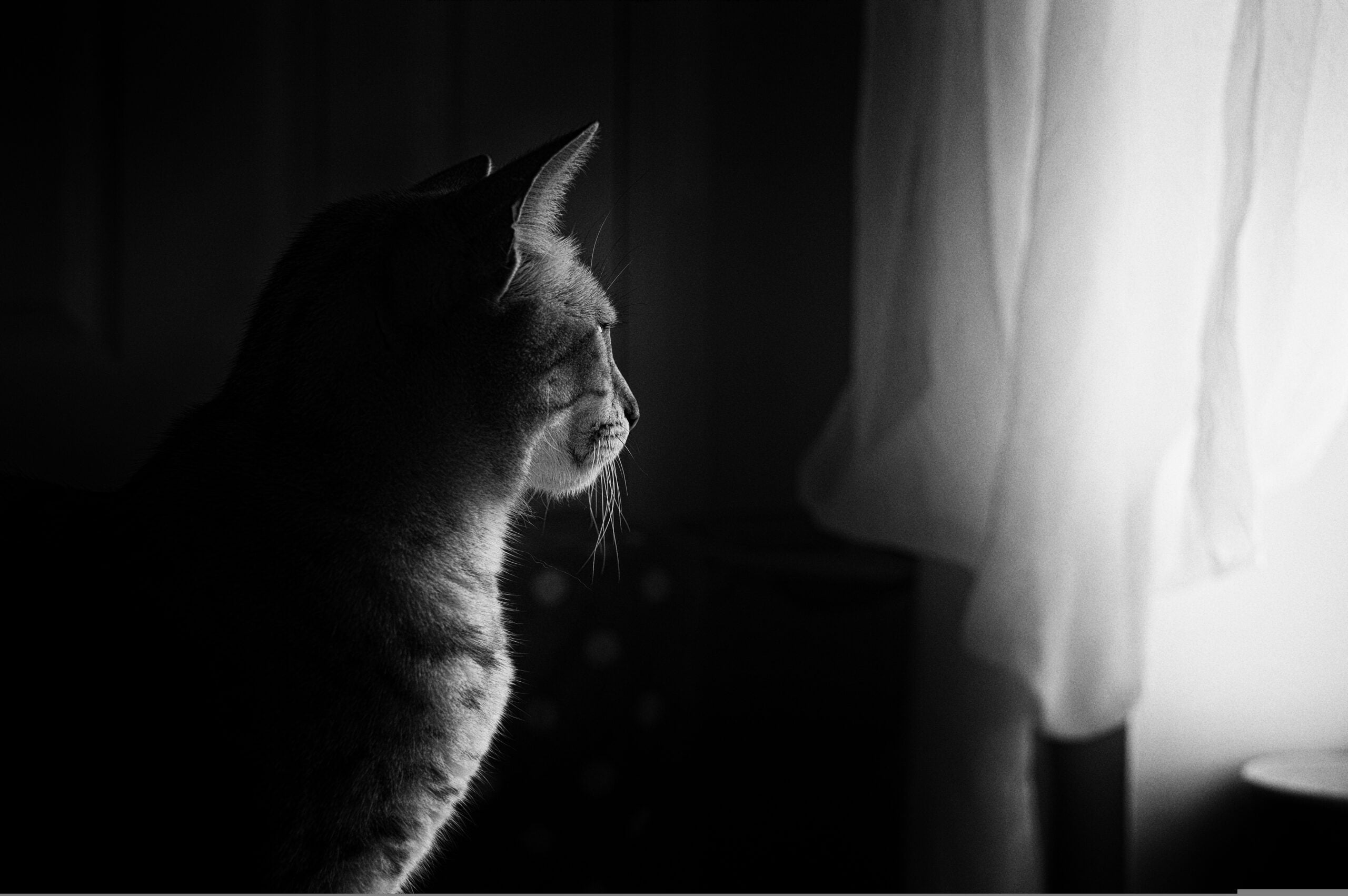 Cats Indoor vs Outdoor