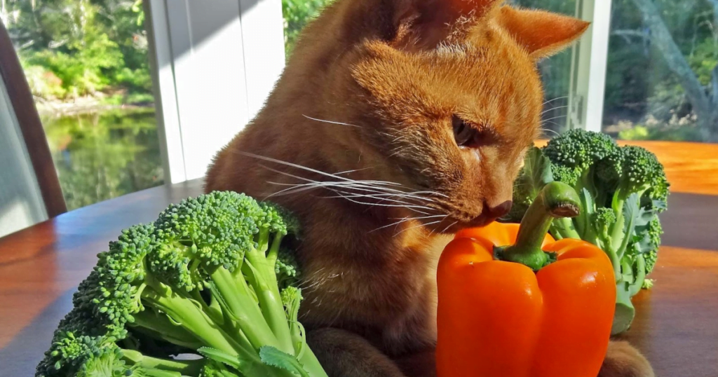 Vegetables for Cats