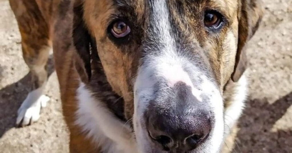 Protect Animals State Animal Protection Law