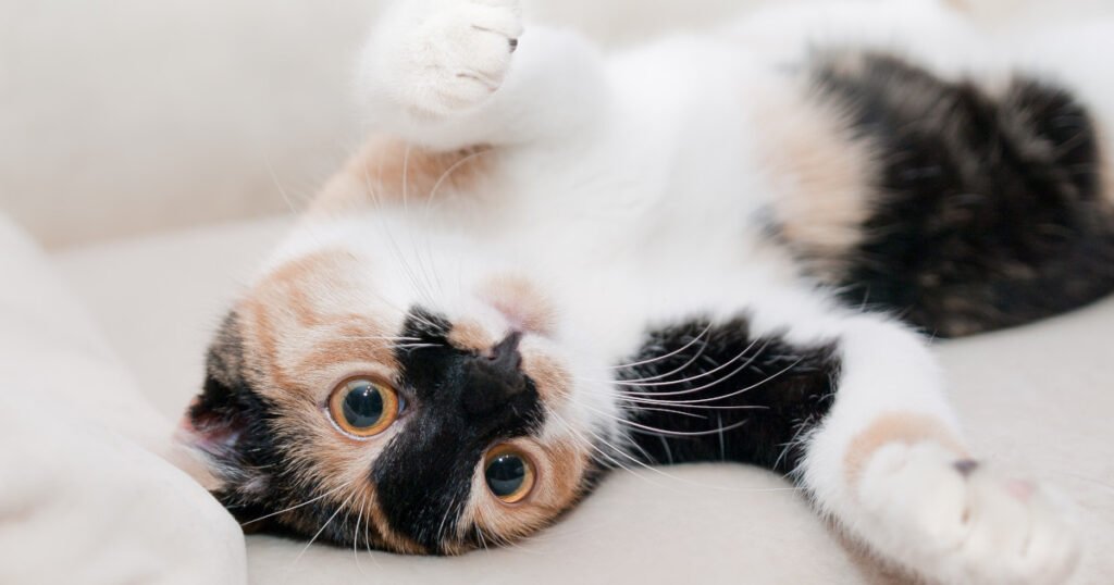 Adopting a Kitten or Cat