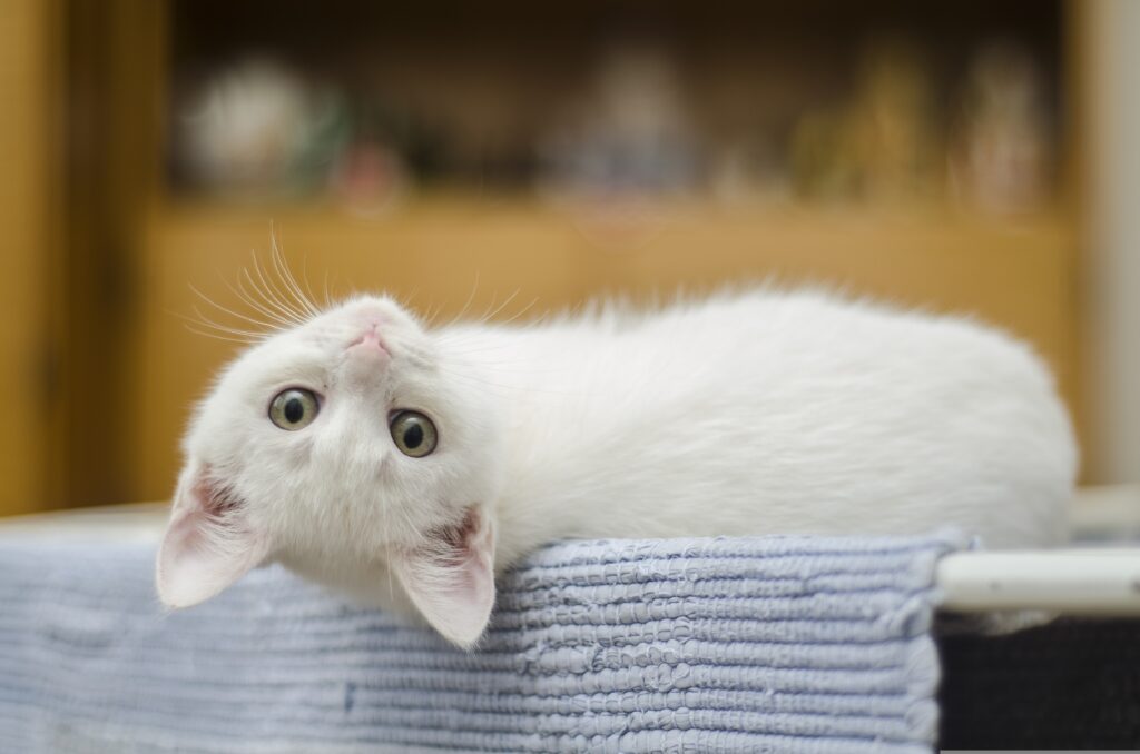 Adopting a Kitten or Cat