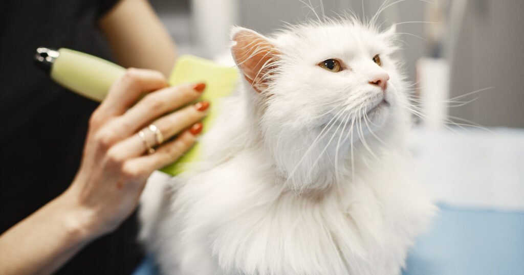 Tips for Launching a Local Pet Care Business