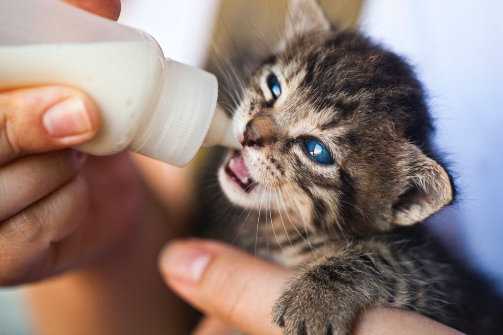 Tips for Launching a Local Pet Care Business