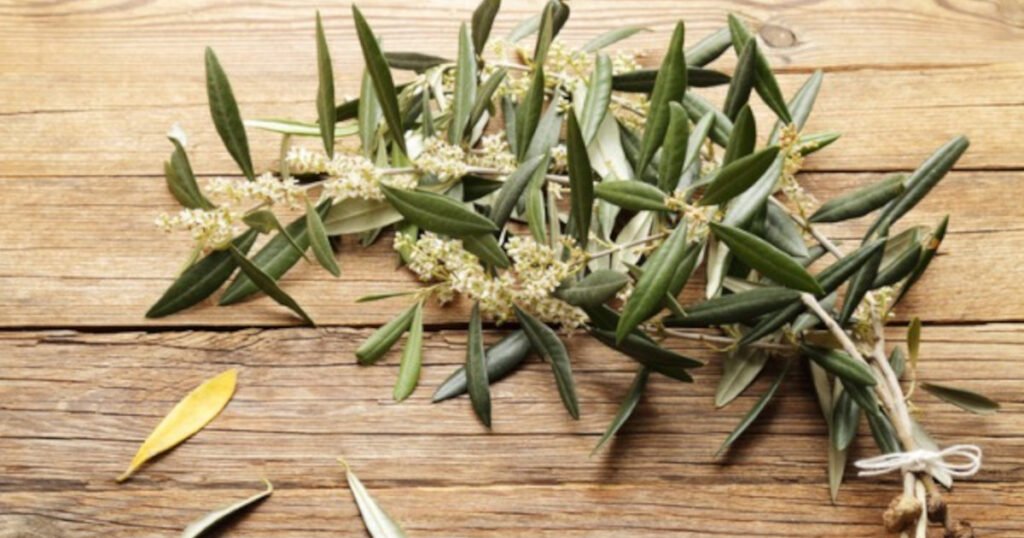 natural olive leaf extract for cats