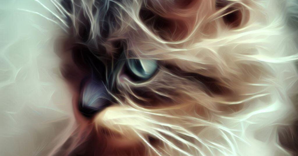 Cat Fur Loss