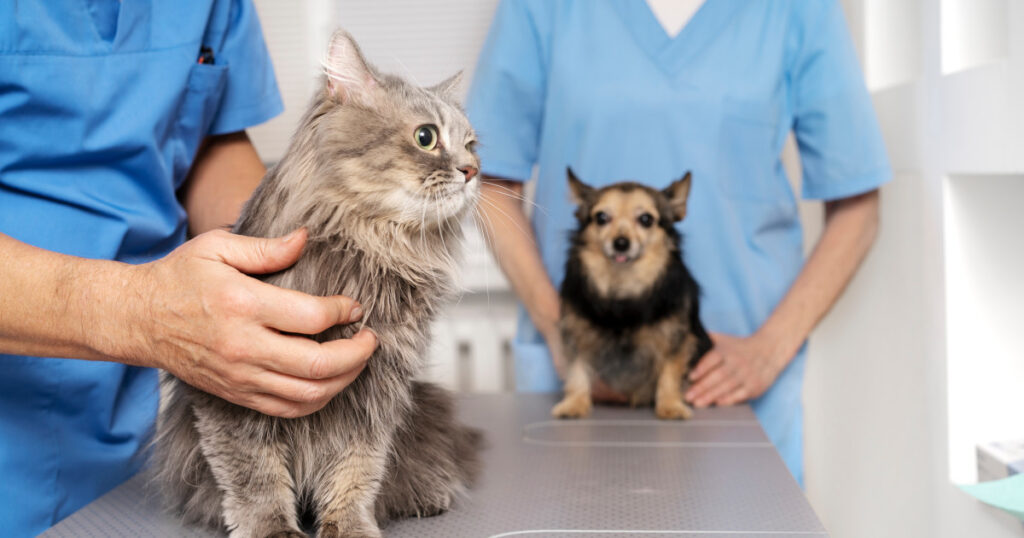 Opening a Vet Clinic