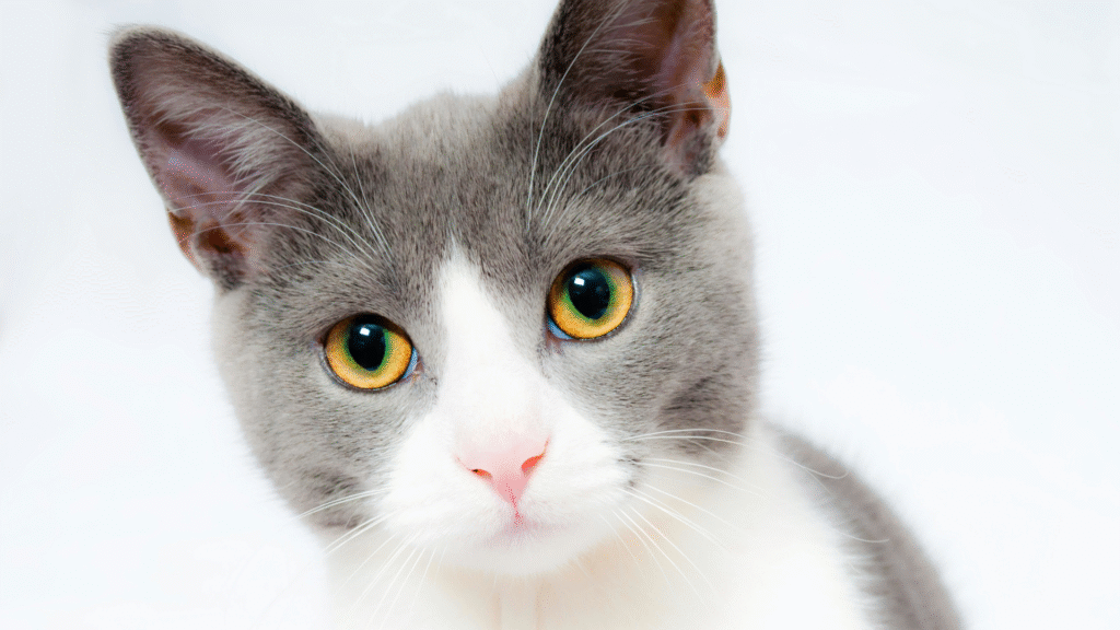 First-Time Cat Adopter