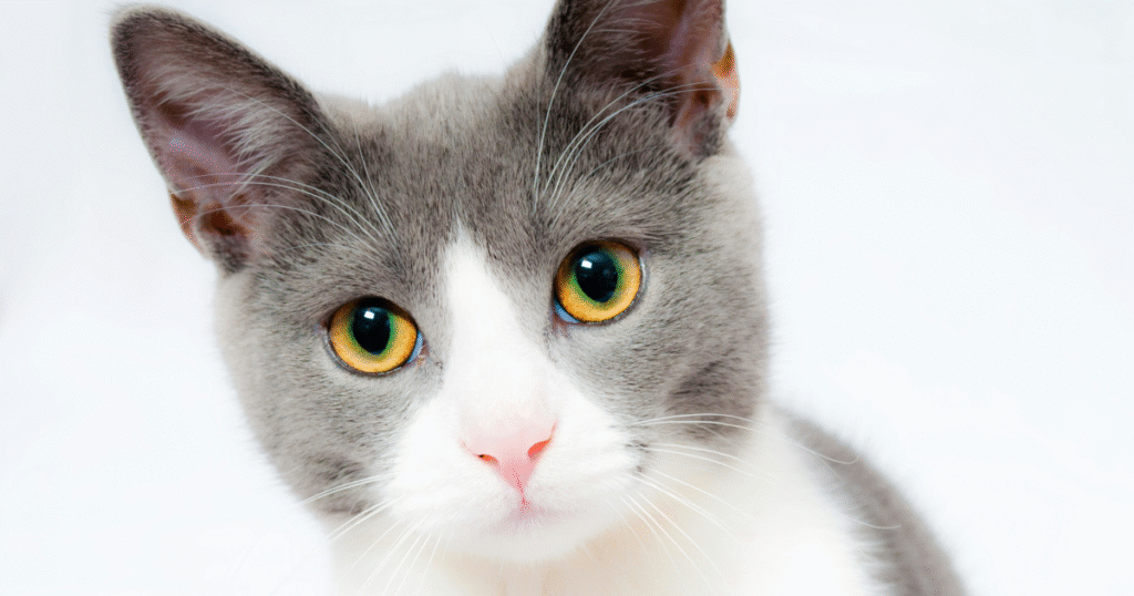 What Every First-Time Cat Adopter Needs to Know