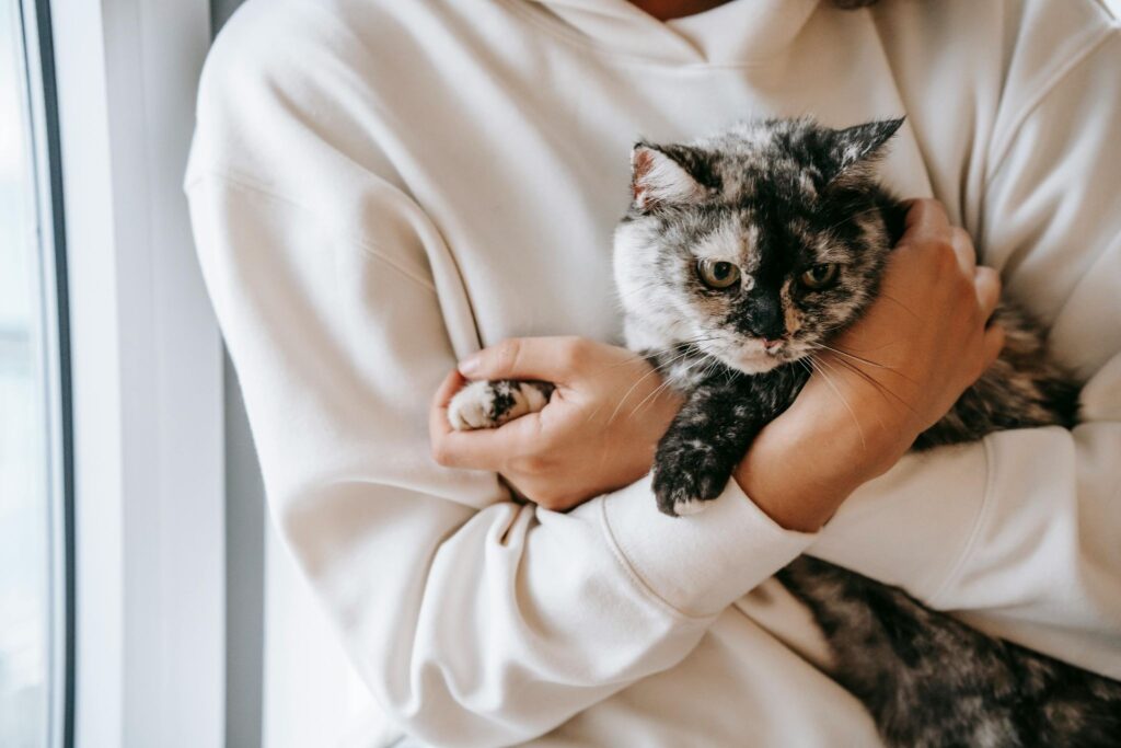 Person in a cream hoodie gently holding a calm tortoiseshell cat near a window.